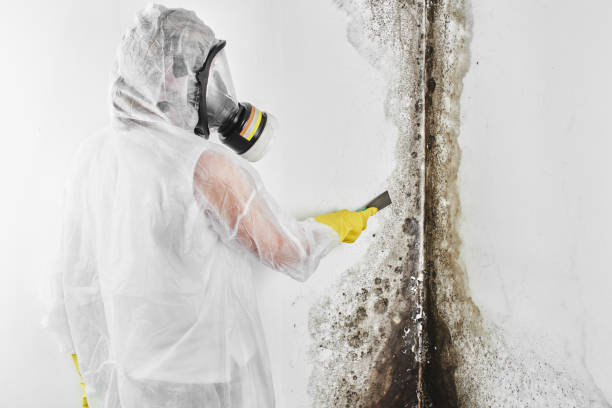 Best HVAC Mold Remediation in Osborne, KS