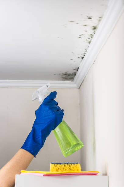 Best Mold Remediation for Specific Building Types in Osborne, KS